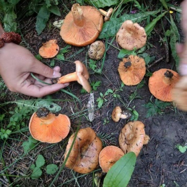 松树菌产地直销一手货源