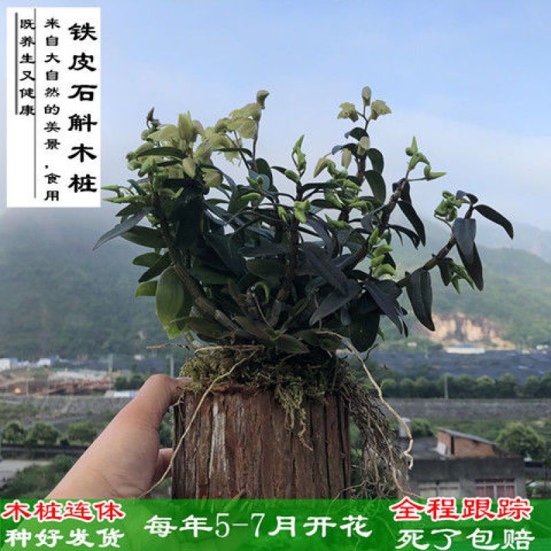 可食用铁皮石斛苗木桩种植苗栽好3年中药材石斛花卉石斛兰科盆