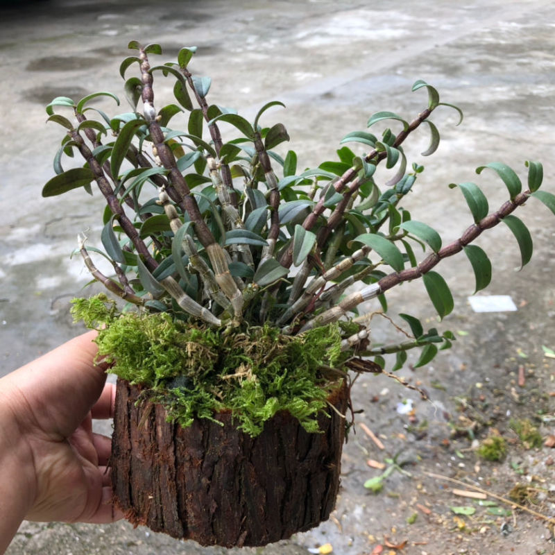 可食用铁皮石斛苗木桩种植苗栽好3年中药材石斛花卉石斛兰科盆