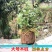 可食用铁皮石斛苗木桩种植苗栽好3年中药材石斛花卉石斛兰科盆