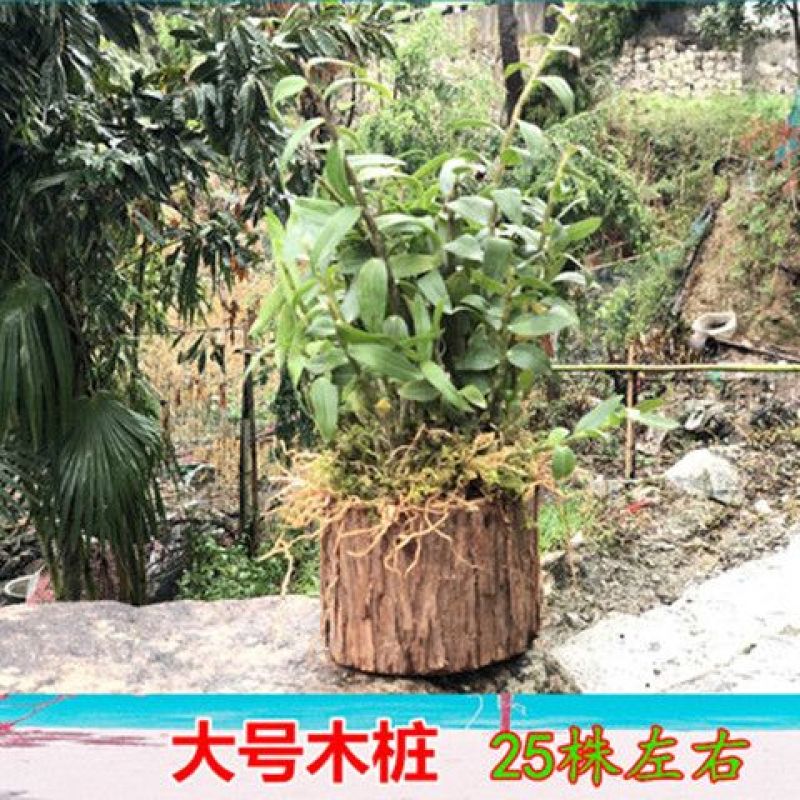 可食用铁皮石斛苗木桩种植苗栽好3年中药材石斛花卉石斛兰科盆
