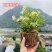 可食用铁皮石斛苗木桩种植苗栽好3年中药材石斛花卉石斛兰科盆