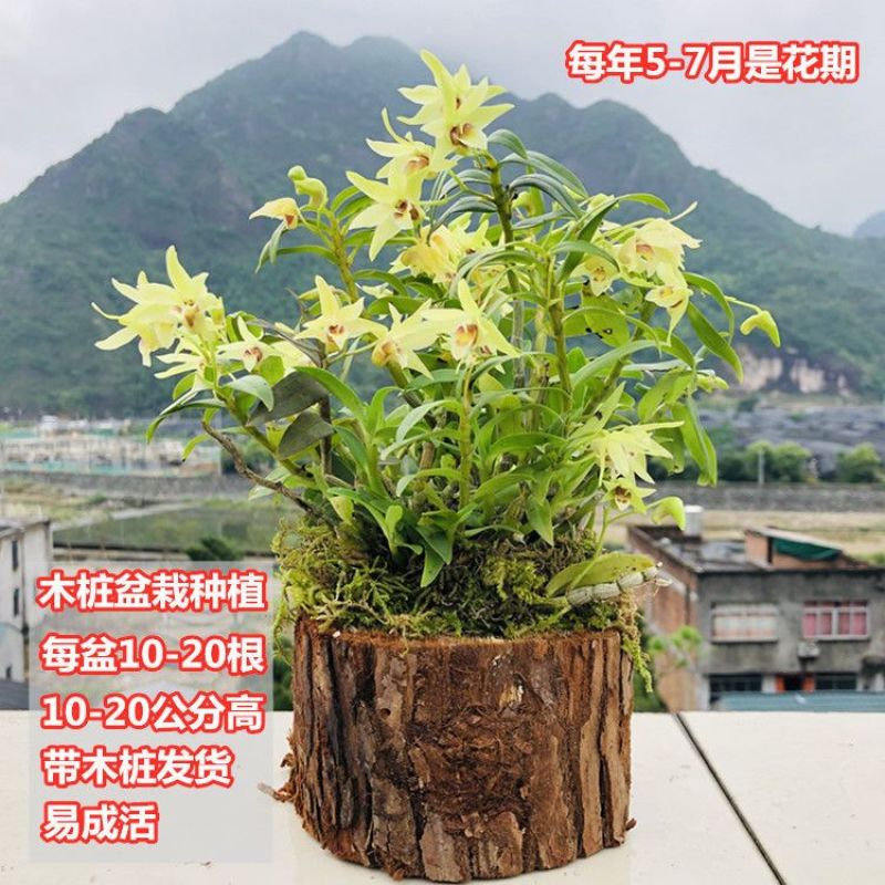 可食用铁皮石斛苗木桩种植苗栽好3年中药材石斛花卉石斛兰科盆
