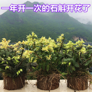 可食用铁皮石斛苗木桩种植苗栽好3年中药材石斛花卉石斛兰科盆