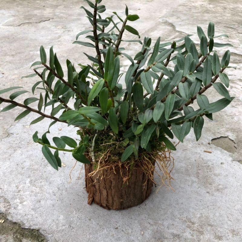 可食用铁皮石斛苗木桩种植苗栽好3年中药材石斛花卉石斛兰科盆