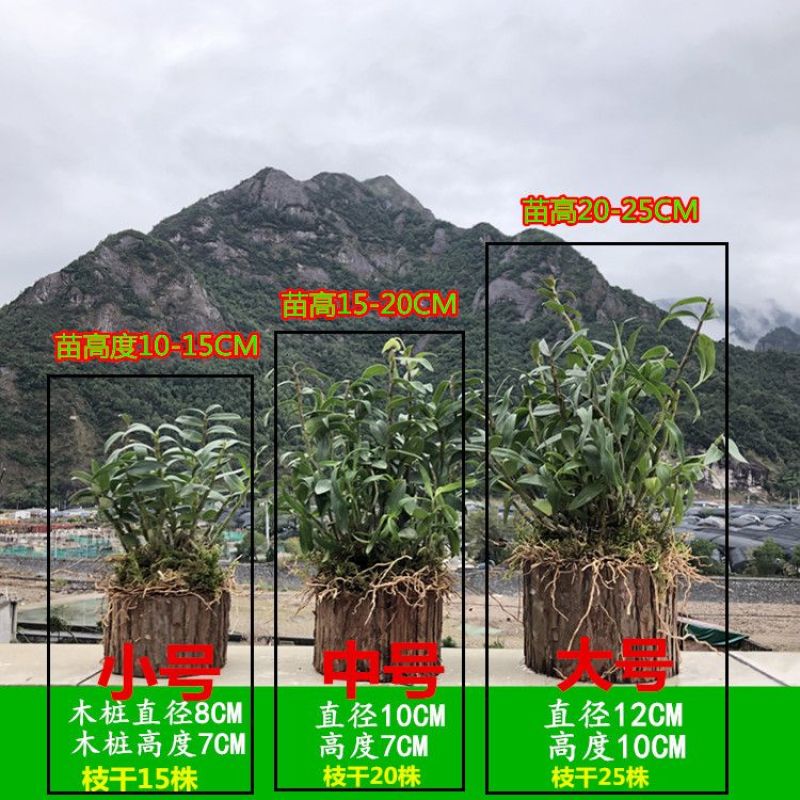 可食用铁皮石斛苗木桩种植苗栽好3年中药材石斛花卉石斛兰科盆