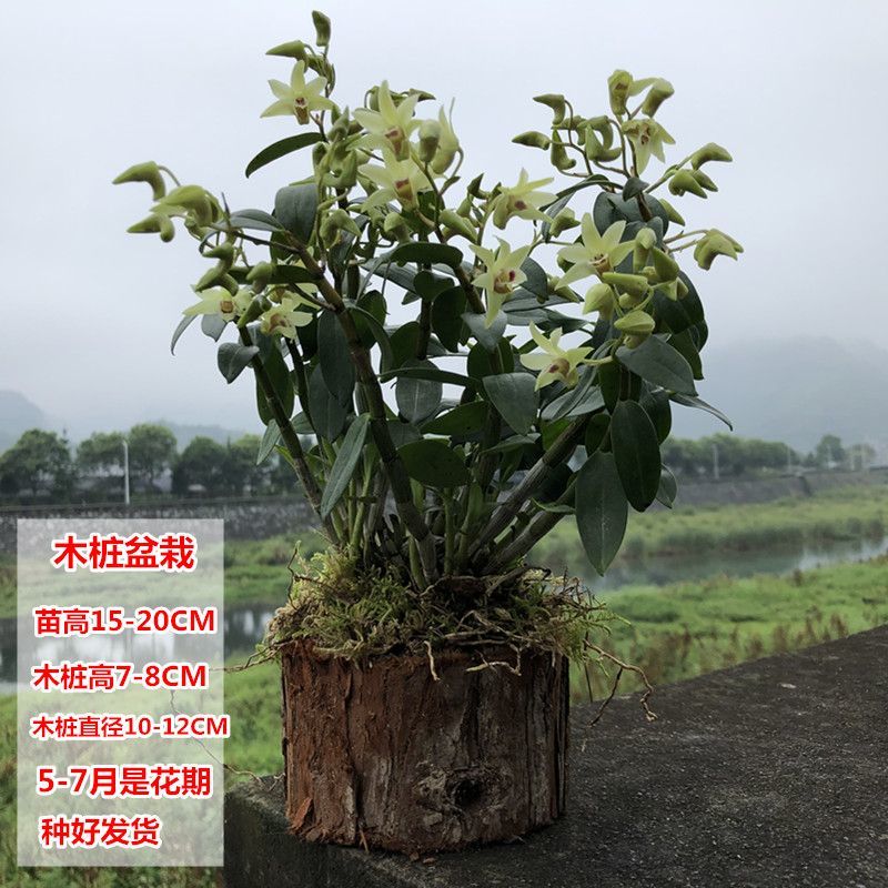 可食用铁皮石斛苗木桩种植苗栽好3年中药材石斛花卉石斛兰科盆