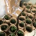 可食用铁皮石斛苗木桩种植苗栽好3年中药材石斛花卉石斛兰科盆