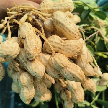 鲜花生