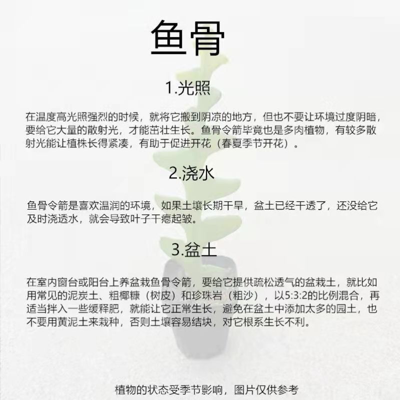 鱼骨令箭罕见稀有仙人掌垂吊爬藤大花名贵花荷花四季孔雀懒人养殖