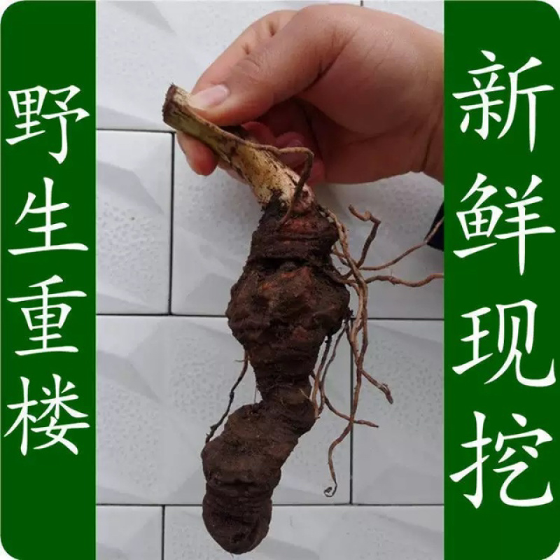 大别山野生现挖重楼鲜货
