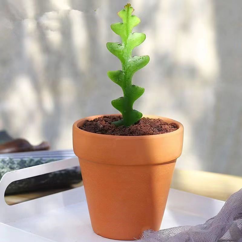 鱼骨令箭罕见稀有仙人掌垂吊爬藤大花名贵花荷花四季孔雀懒人养殖
