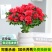 四季杜鹃花盆栽带花苞老桩花卉绿植物室内阳台开花好养易活