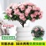 四季杜鹃花盆栽带花苞老桩花卉绿植物室内阳台开花好养易活