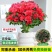 四季杜鹃花盆栽带花苞老桩花卉绿植物室内阳台开花好养易活