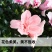 四季杜鹃花盆栽带花苞老桩花卉绿植物室内阳台开花好养易活