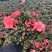 四季杜鹃花盆栽带花苞老桩花卉绿植物室内阳台开花好养易活