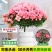 四季杜鹃花盆栽带花苞老桩花卉绿植物室内阳台开花好养易活