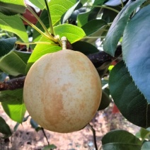 翠冠梨套袋