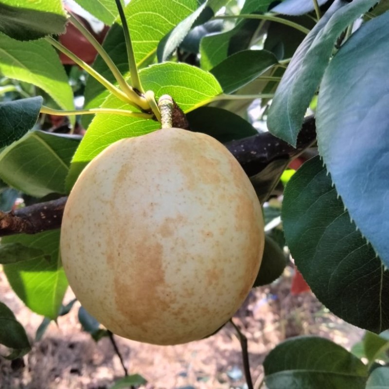 翠冠梨套袋