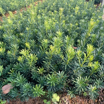 插枝无籽罗汉松小苗，广东省普宁市基地直接发货，欢迎您随时