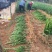 插枝无籽罗汉松小苗，广东省普宁市基地直接发货，欢迎您随时