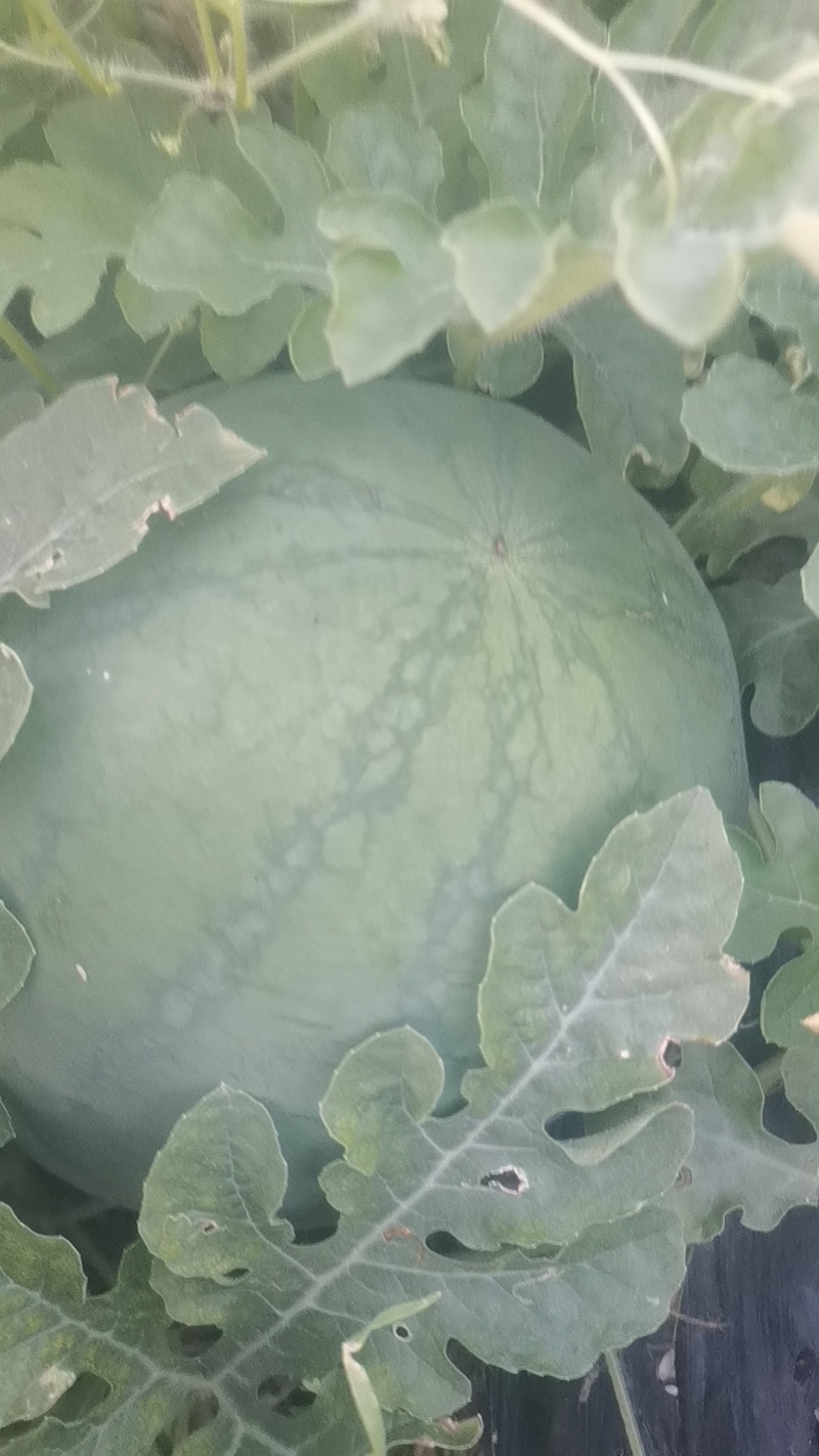 无嫁接直播大西瓜上市了