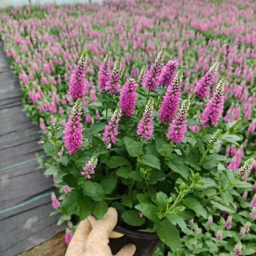 婆婆纳#婆婆纳宿根花卉#山东草花基地#婆婆纳花海用苗