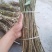 金蝉杨树卵枝，苹果枝，桃树枝，白腊枝，和各种杂条