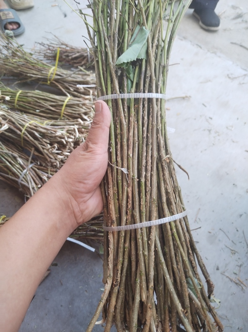 金蝉杨树卵枝，苹果枝，桃树枝，白腊枝，和各种杂条