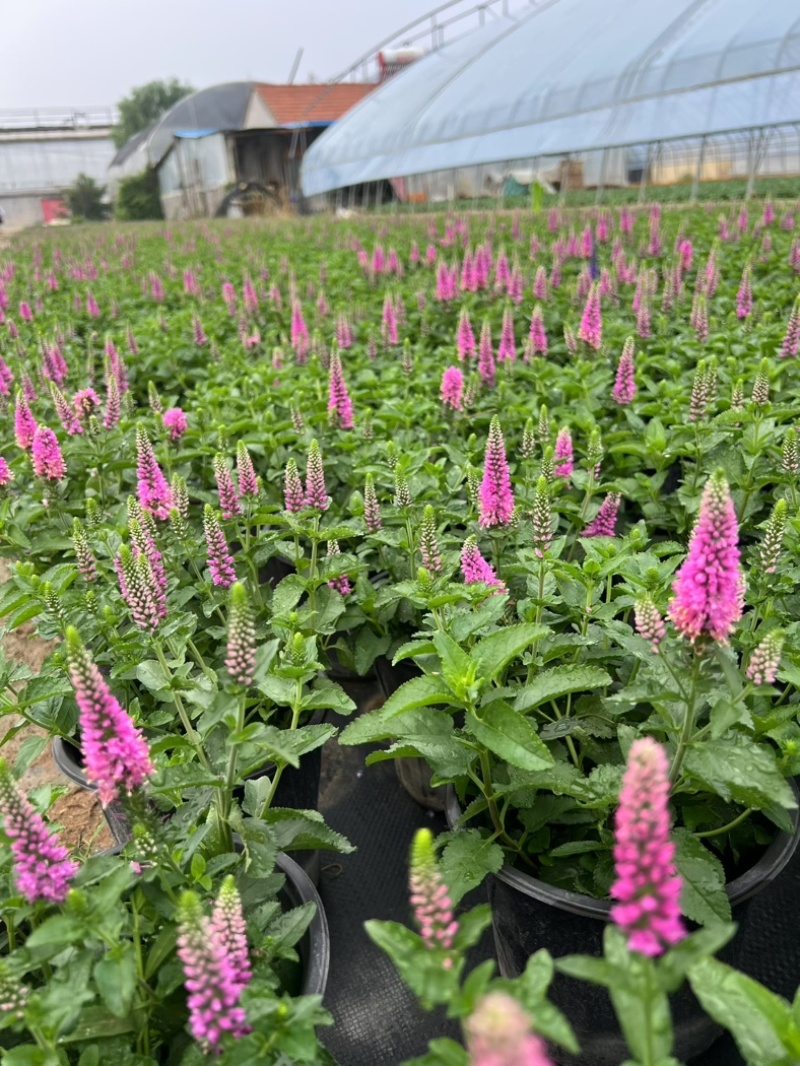 婆婆纳#婆婆纳宿根花卉#山东草花基地#婆婆纳花海用苗