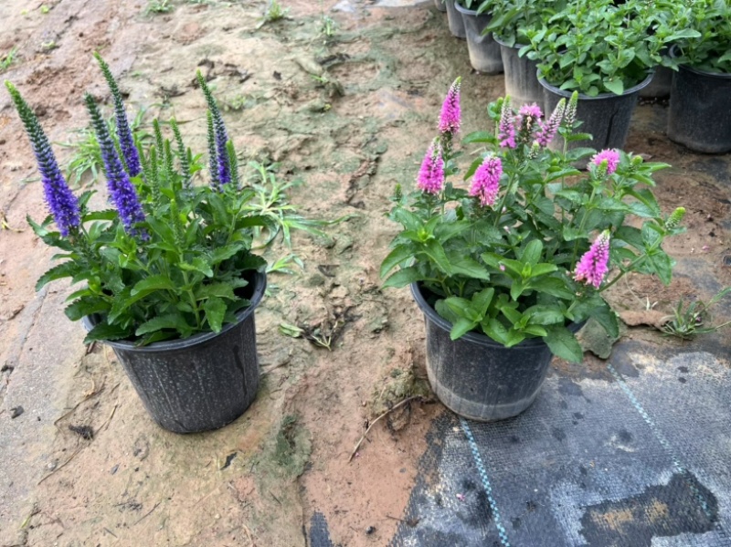 婆婆纳#婆婆纳宿根花卉#山东草花基地#婆婆纳花海用苗