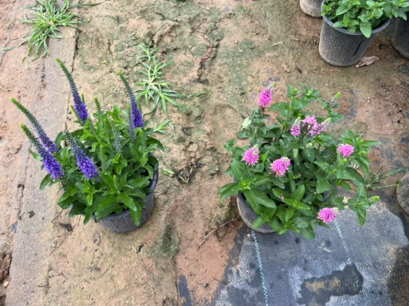 婆婆纳#婆婆纳宿根花卉#山东草花基地#婆婆纳花海用苗