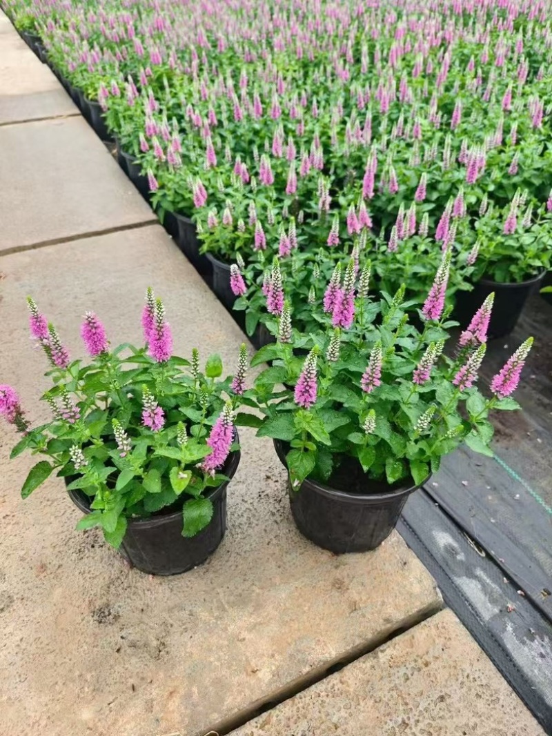 婆婆纳#婆婆纳宿根花卉#山东草花基地#婆婆纳花海用苗