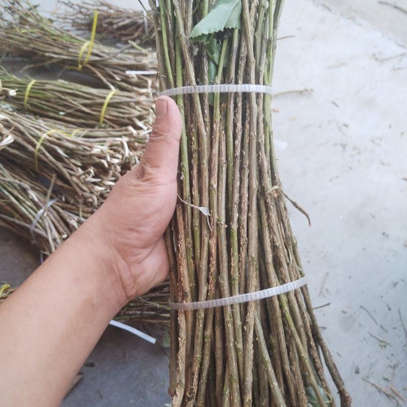 金蝉杨树卵枝，苹果枝，桃树枝，白腊枝，和各种杂条