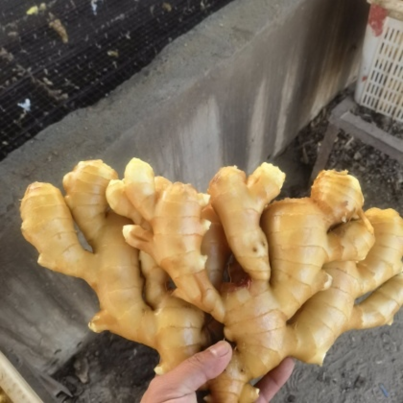 《玉黄大姜》常年供应市场货～商超货～电商货/可全国发货