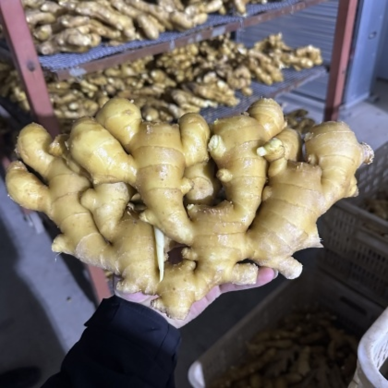 《玉黄大姜》常年供应市场货～商超货～电商货/可全国发货