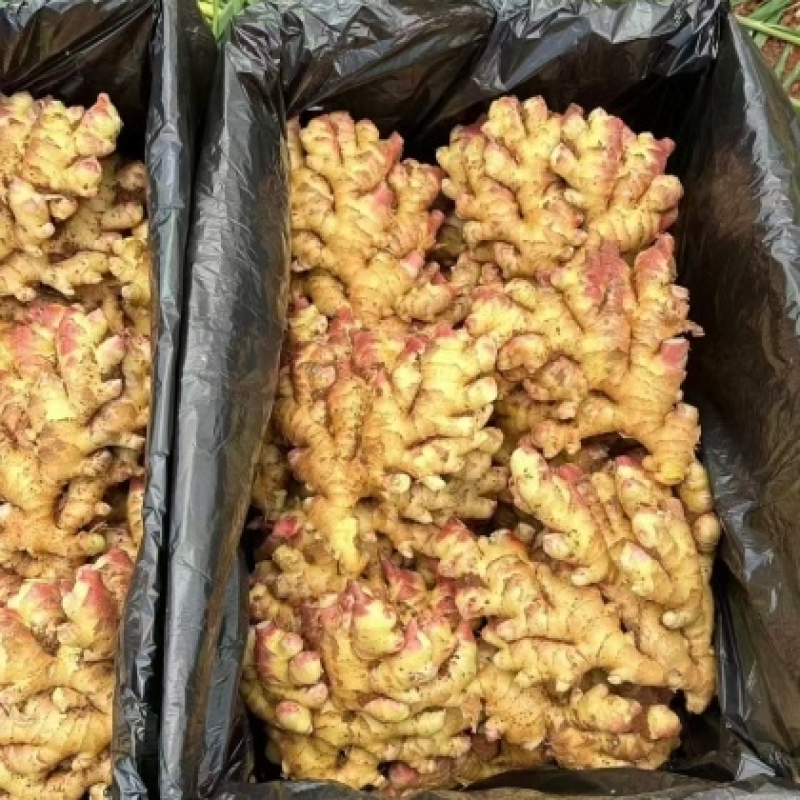 《玉黄大姜》常年供应市场货～商超货～电商货/可全国发货