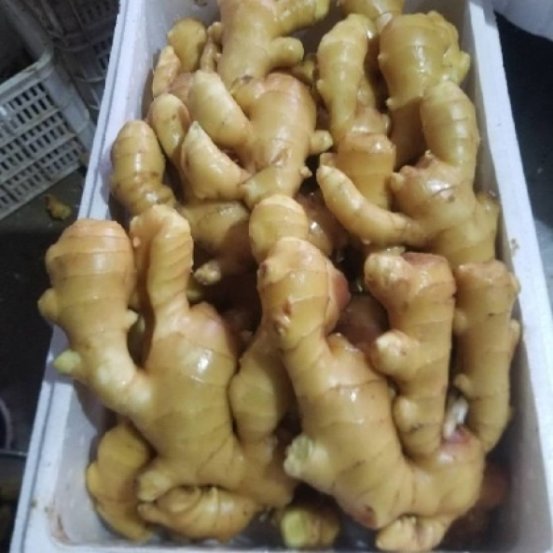 《玉黄大姜》常年供应市场货～商超货～电商货/可全国发货