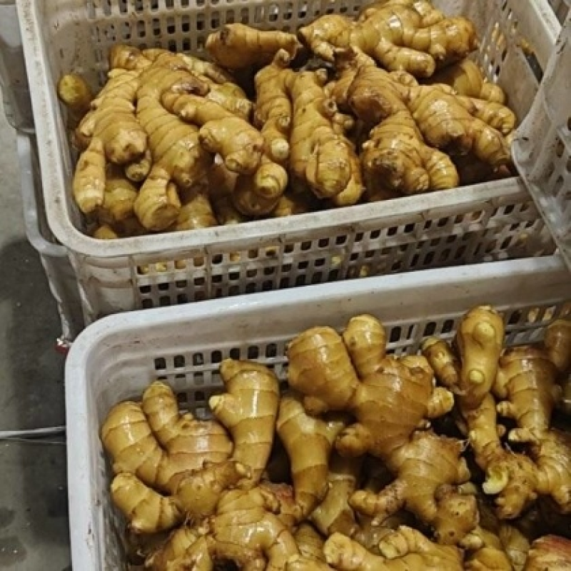 《玉黄大姜》常年供应市场货～商超货～电商货/可全国发货