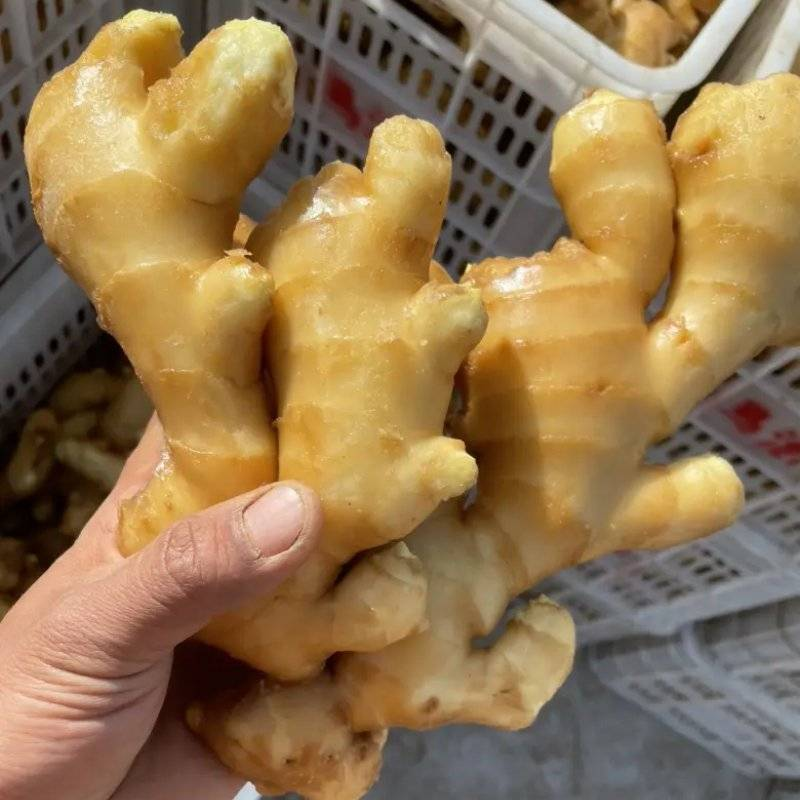 《玉黄大姜》常年供应市场货～商超货～电商货/可全国发货