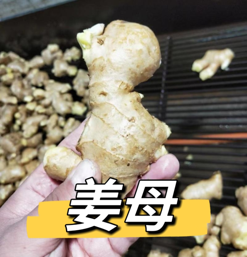 《姜巴&老姜》坏烂包赔/常年供应/批发市场～电商～商超