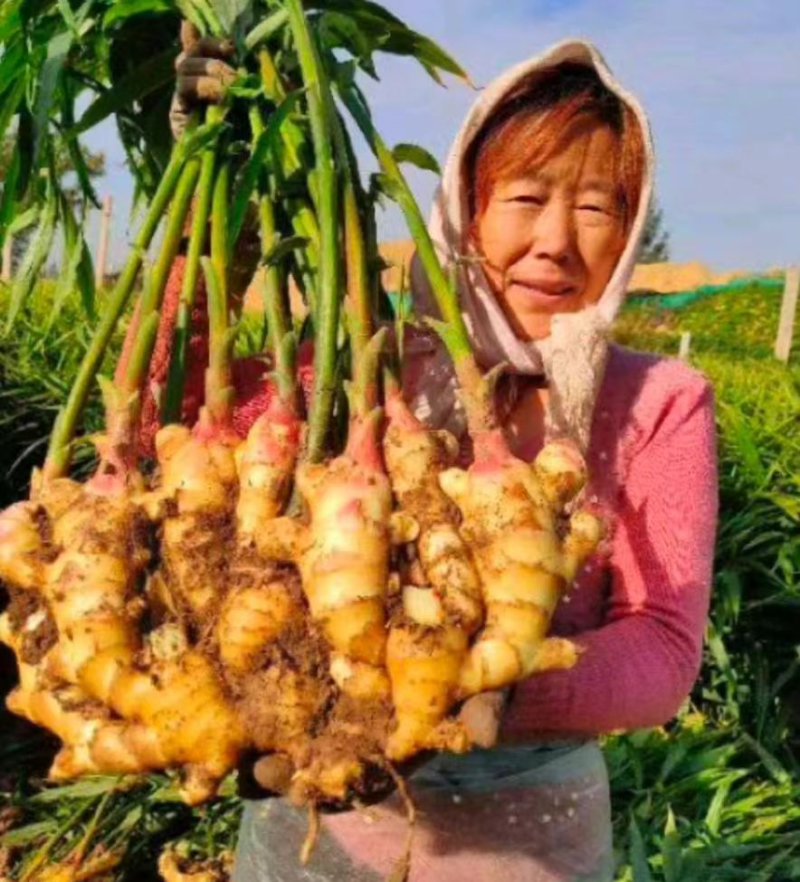 《精品》山东大黄姜（水洗姜风干姜）坏烂包赔/可全国发货