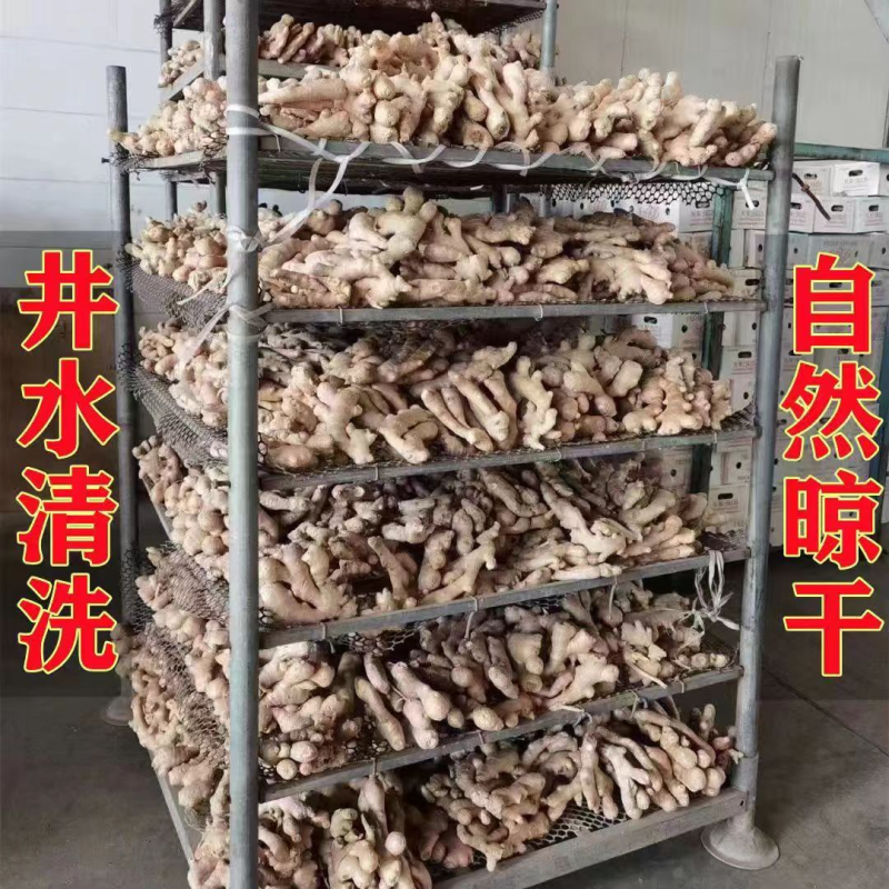《精品》山东大黄姜（水洗姜风干姜）坏烂包赔/可全国发货