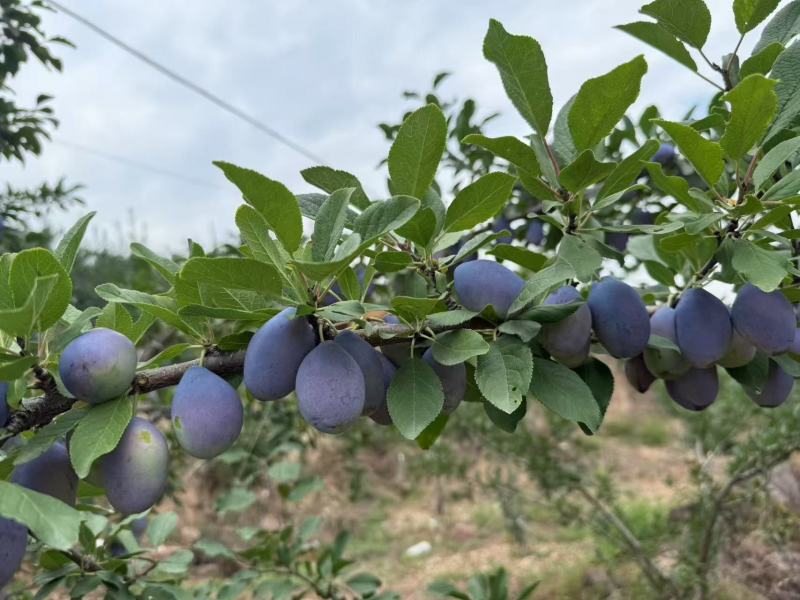 高山梅价低物美一件代发