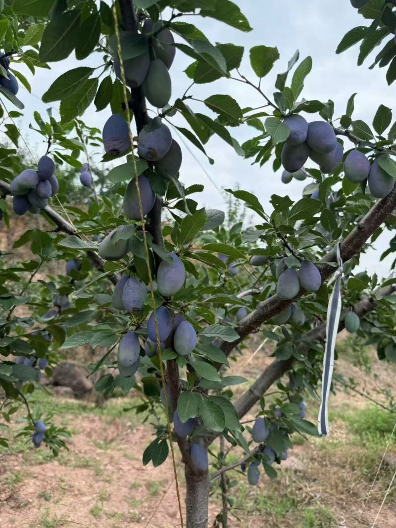 高山梅价低物美一件代发