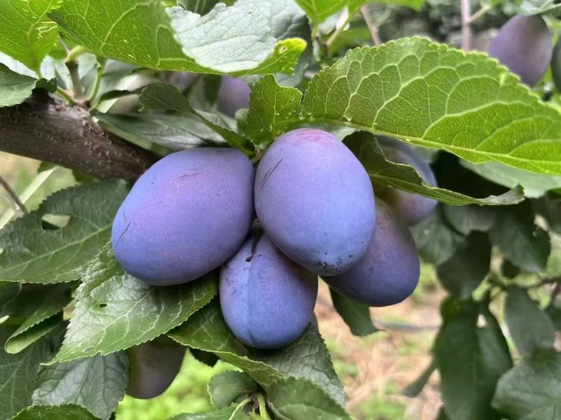高山西梅一件代发欢迎对接专业电商代发