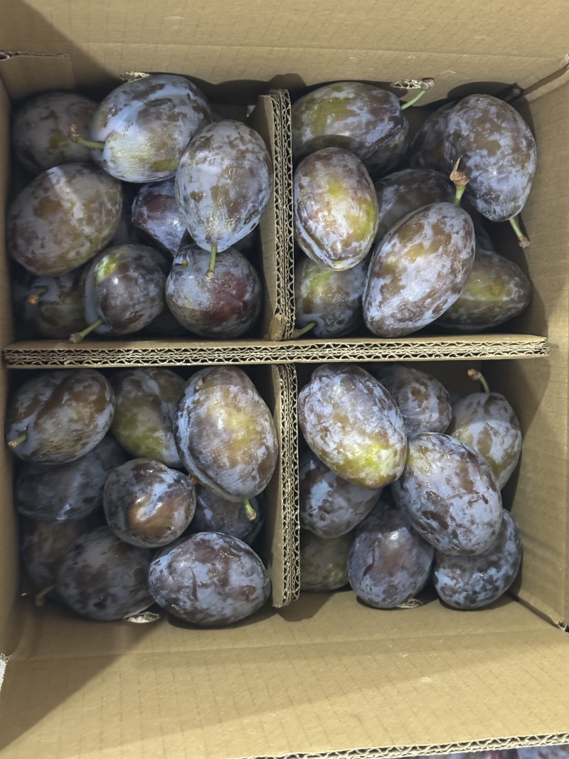 高山西梅一件代发欢迎对接专业电商代发
