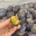 高山西梅一件代发欢迎对接专业电商代发