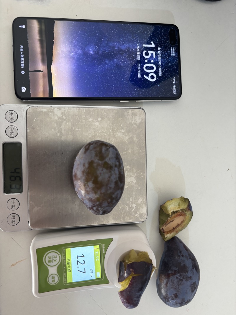 高山西梅一件代发欢迎对接专业电商代发